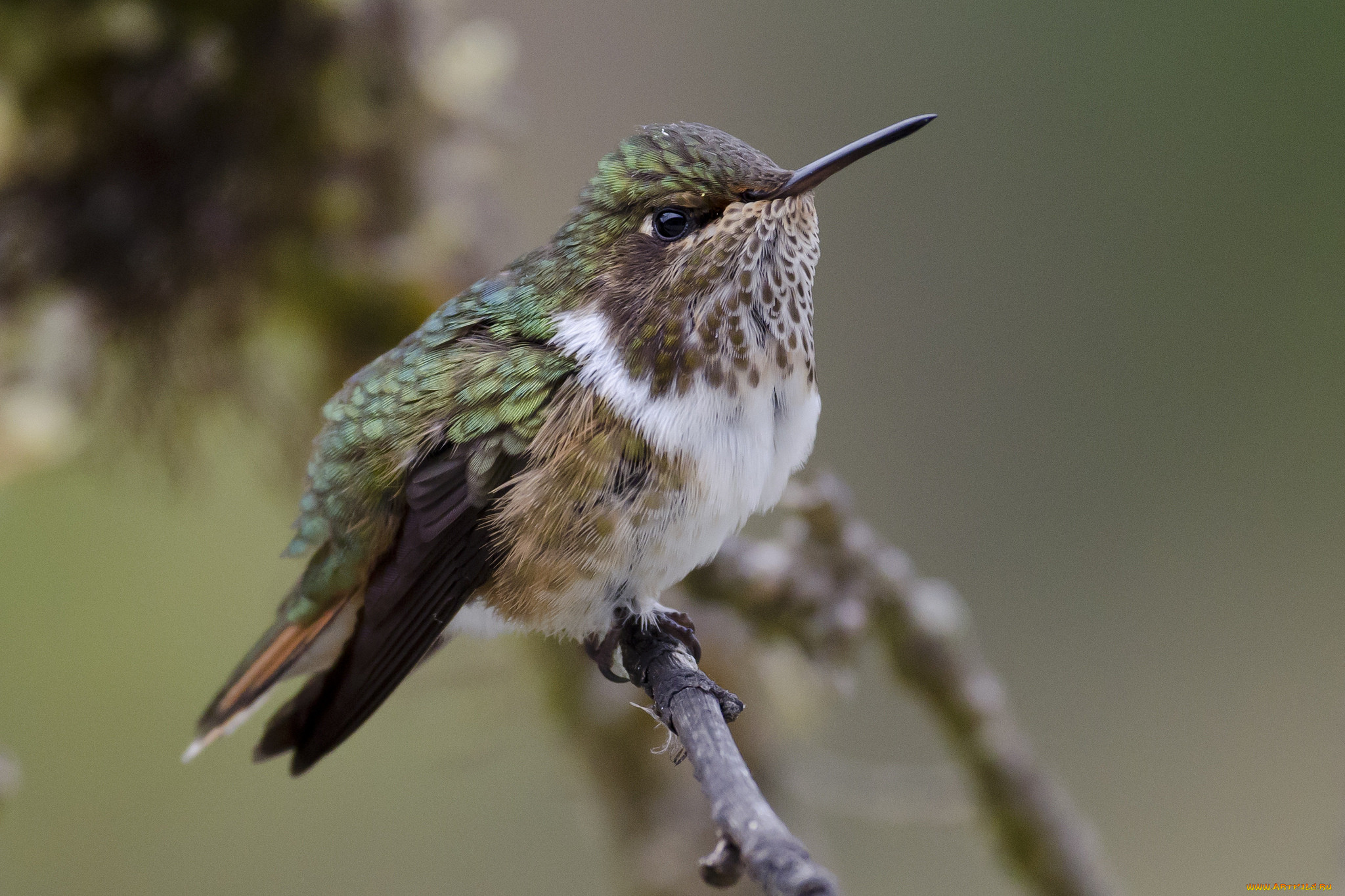 volcano hummingbird, , , , 